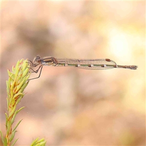 Austrolestes leda at Gundaroo, NSW - 12 Sep 2024