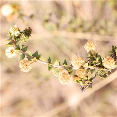 Acacia gunnii (Ploughshare Wattle) at Gundaroo, NSW - 12 Sep 2024 by ConBoekel