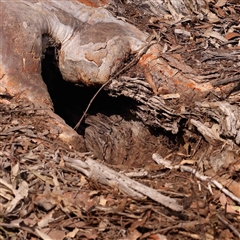 Oryctolagus cuniculus (European Rabbit) at Gundaroo, NSW - 12 Sep 2024 by ConBoekel