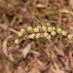 Acacia genistifolia (Early Wattle) at Gundaroo, NSW - 12 Sep 2024 by ConBoekel