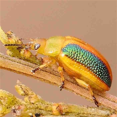 Calomela parilis (Leaf beetle) at Gundaroo, NSW - 12 Sep 2024 by ConBoekel