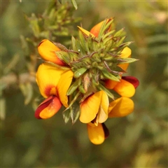 Pultenaea subspicata (Low Bush-pea) at Gundaroo, NSW - 12 Sep 2024 by ConBoekel