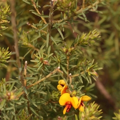 Pultenaea subspicata at Gundaroo, NSW - 12 Sep 2024 11:27 AM