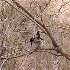 Malurus cyaneus (Superb Fairywren) at Gundaroo, NSW - 12 Sep 2024 by ConBoekel