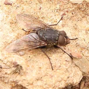 Calliphora sp. (genus) at Gundaroo, NSW - 12 Sep 2024