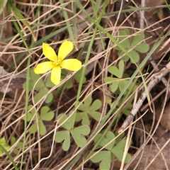 Oxalis sp. (Wood Sorrel) at Gundaroo, NSW - 12 Sep 2024 by ConBoekel