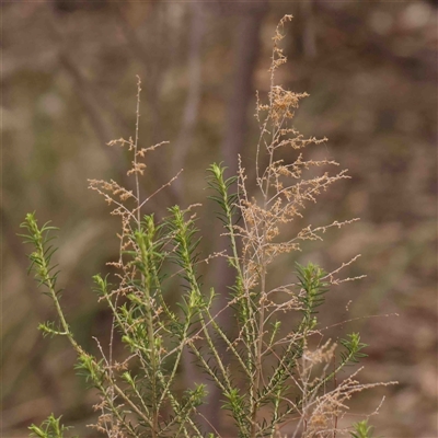 Cassinia sifton (Sifton Bush, Chinese Shrub) at Gundaroo, NSW - 12 Sep 2024 by ConBoekel