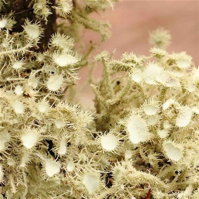 Usnea sp. (genus) (Bearded lichen) at Gundaroo, NSW - 12 Sep 2024 by ConBoekel