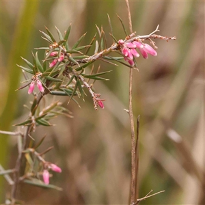 Lissanthe strigosa subsp. subulata at Gundaroo, NSW - 12 Sep 2024