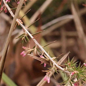 Lissanthe strigosa subsp. subulata at Gundaroo, NSW - 12 Sep 2024