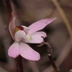 Caladenia fuscata (Dusky Fingers) at Gundaroo, NSW - 12 Sep 2024 by ConBoekel