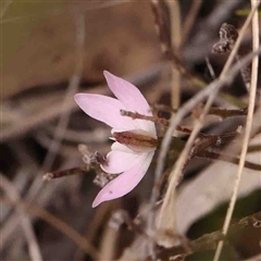 Caladenia fuscata at Gundaroo, NSW - suppressed