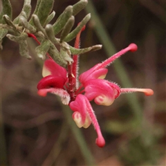 Grevillea lanigera (Woolly Grevillea) at Gundaroo, NSW - 12 Sep 2024 by ConBoekel