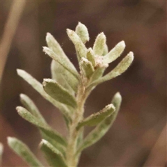 Grevillea lanigera at Gundaroo, NSW - 12 Sep 2024