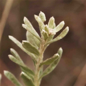 Grevillea lanigera at Gundaroo, NSW - 12 Sep 2024