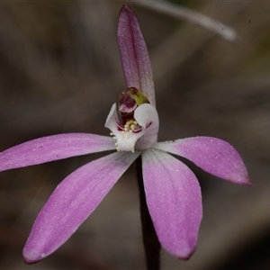 Caladenia fuscata at Acton, ACT - suppressed