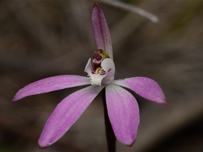 Caladenia fuscata (Dusky Fingers) at Acton, ACT - 14 Sep 2024 by BB23