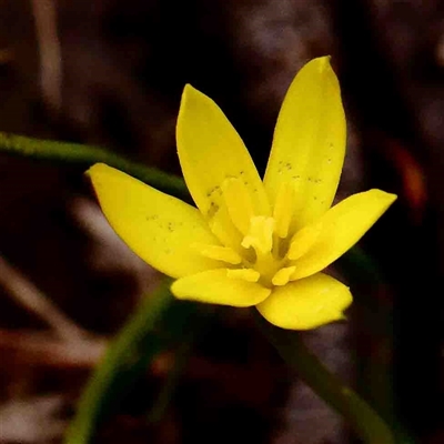 Hypoxis hygrometrica (Golden Weather-grass) at Gundaroo, NSW - 12 Sep 2024 by ConBoekel