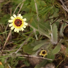 Tolpis barbata (Yellow Hawkweed) at Gundaroo, NSW - 12 Sep 2024 by ConBoekel