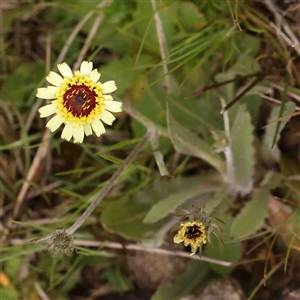 Tolpis barbata at Gundaroo, NSW - 12 Sep 2024