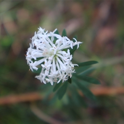 Pimelea linifolia (Slender Rice Flower) at Ulladulla, NSW - 14 Sep 2024 by Clarel