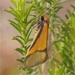 Philobota undescribed species near arabella (A concealer moth) at Gundaroo, NSW - 12 Sep 2024 by ConBoekel