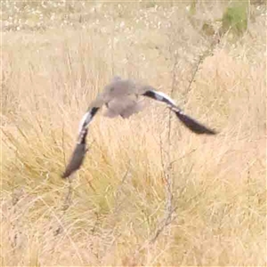 Anas gracilis at Gundaroo, NSW - 12 Sep 2024 12:43 PM