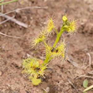 Drosera gunniana at Gundaroo, NSW - 12 Sep 2024