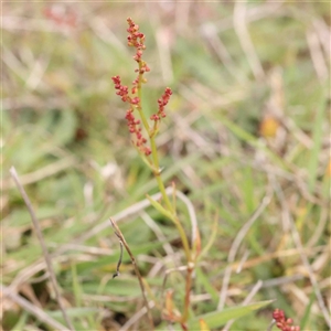 Rumex acetosella at Gundaroo, NSW - 12 Sep 2024