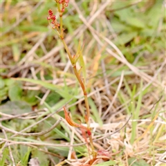 Rumex acetosella at Gundaroo, NSW - 12 Sep 2024