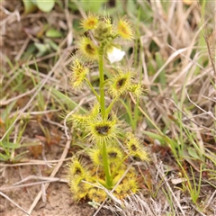 Drosera gunniana (Pale Sundew) at Gundaroo, NSW - 12 Sep 2024 by ConBoekel