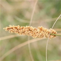 Carex appressa (Tall Sedge) at Gundaroo, NSW - 12 Sep 2024 by ConBoekel