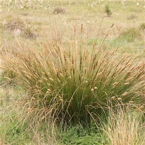 Carex appressa at Gundaroo, NSW - 12 Sep 2024 12:52 PM
