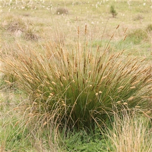 Carex appressa at Gundaroo, NSW - 12 Sep 2024 12:52 PM