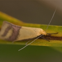 Coeranica isabella (A Concealer moth) at Denman Prospect, ACT - 14 Sep 2024 by patrickcox