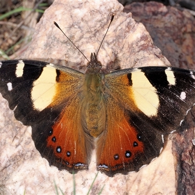 Vanessa itea (Yellow Admiral) at Denman Prospect, ACT - 14 Sep 2024 by patrickcox