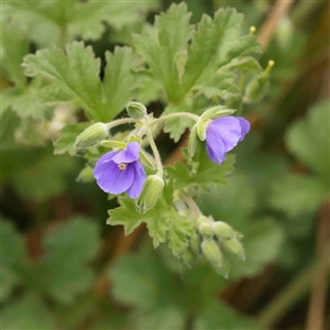 Erodium crinitum at Gundaroo, NSW - 12 Sep 2024