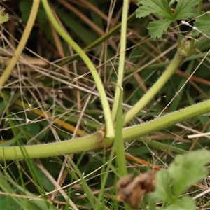 Erodium crinitum at Gundaroo, NSW - 12 Sep 2024