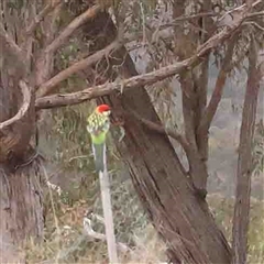 Platycercus eximius (Eastern Rosella) at Gundaroo, NSW - 12 Sep 2024 by ConBoekel