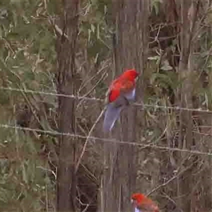 Platycercus elegans at Gundaroo, NSW - 12 Sep 2024