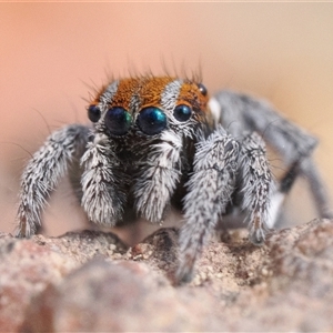 Maratus calcitrans at Denman Prospect, ACT - 14 Sep 2024