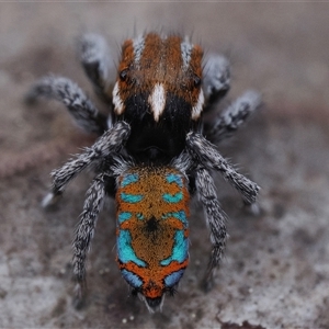 Maratus calcitrans at Denman Prospect, ACT - 14 Sep 2024