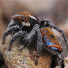 Maratus calcitrans at Denman Prospect, ACT - 14 Sep 2024