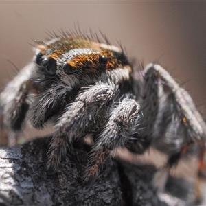 Maratus calcitrans at Denman Prospect, ACT - 14 Sep 2024