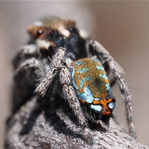 Maratus calcitrans at Denman Prospect, ACT - 14 Sep 2024