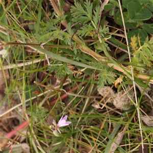 Erodium cicutarium at Gundaroo, NSW - 12 Sep 2024