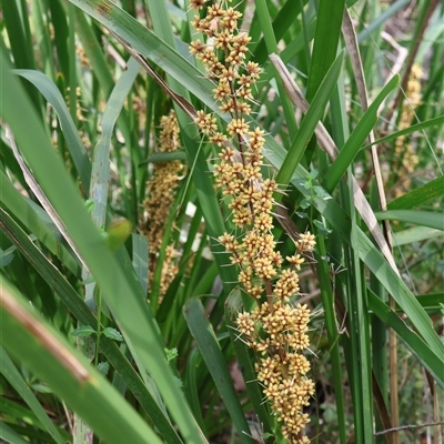 Lomandra longifolia (Spiny-headed Mat-rush, Honey Reed) at Ulladulla, NSW - 14 Sep 2024 by Clarel