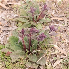 Ajuga australis (Austral Bugle) at Gundaroo, NSW - 12 Sep 2024 by ConBoekel