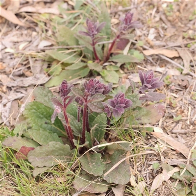 Ajuga australis (Austral Bugle) at Gundaroo, NSW - 12 Sep 2024 by ConBoekel