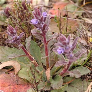 Ajuga australis at Gundaroo, NSW - 12 Sep 2024